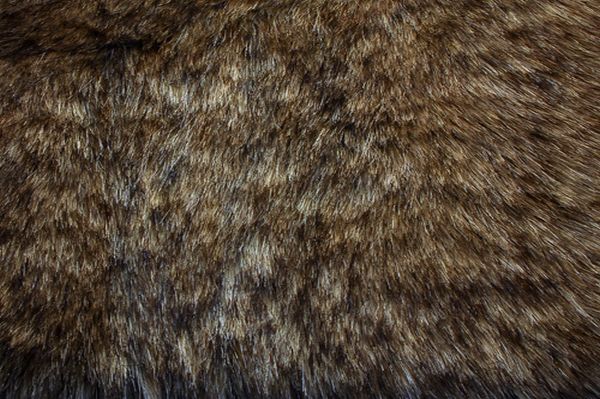 Racoon Fur